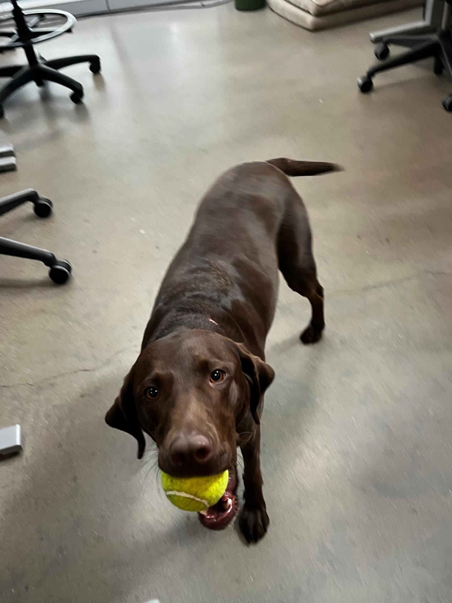 Ruth Bader the dog holding a ball in his mouth