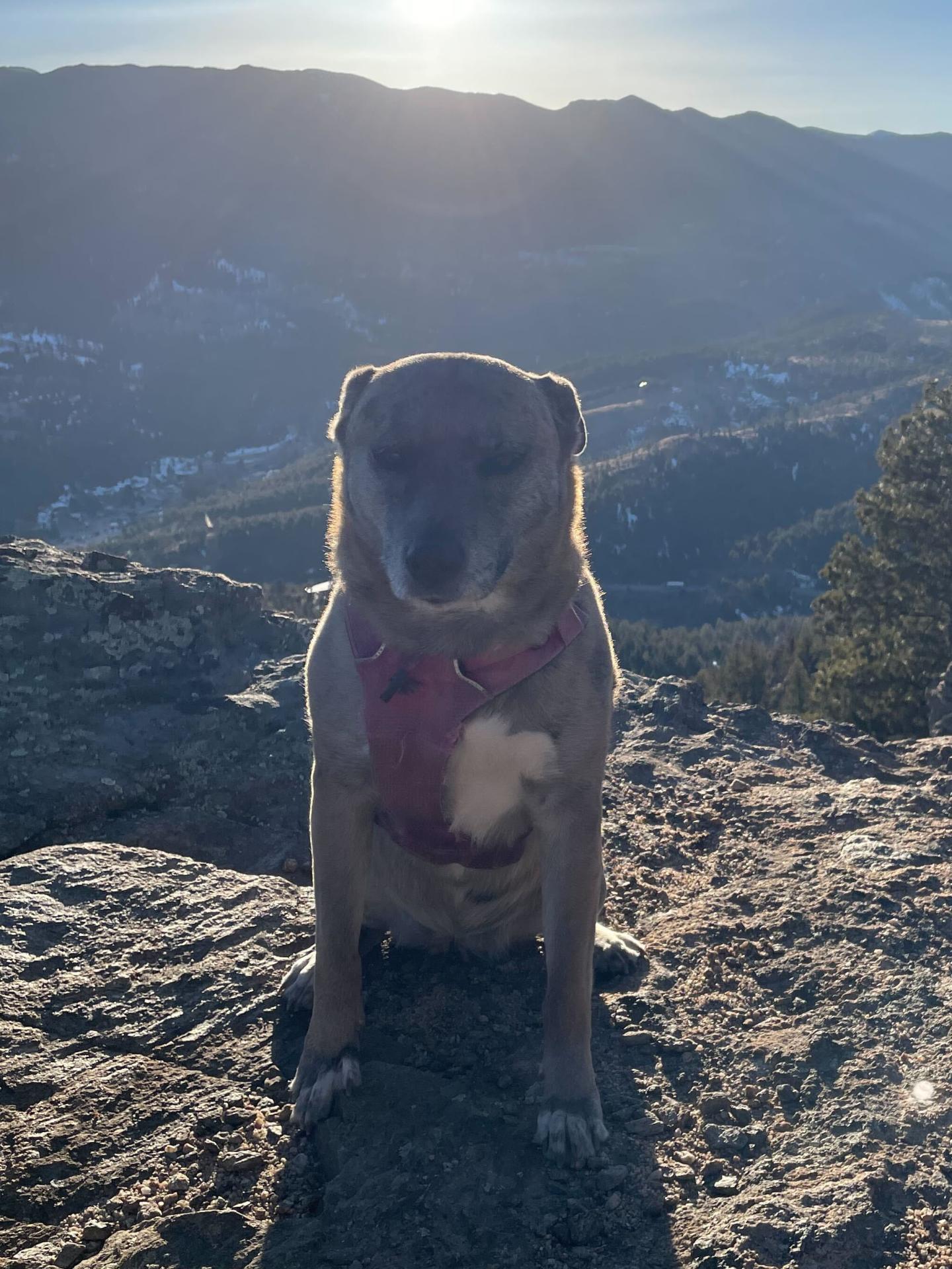 Sahara the dog on a hike