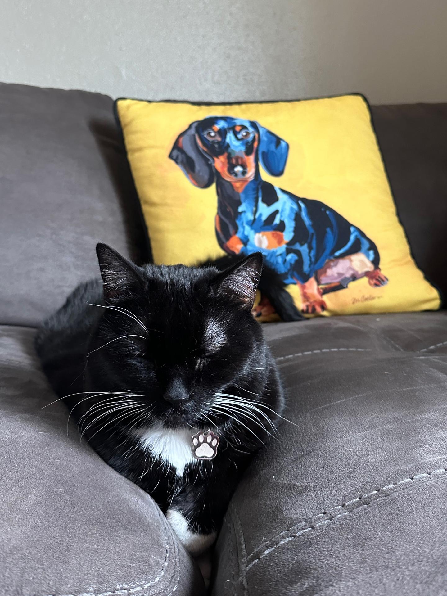 Sasha the cat laying on the couch with a dog pillow