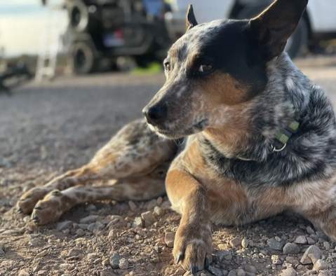 Skid Anderson the dog looking at the camera when laying on the ground