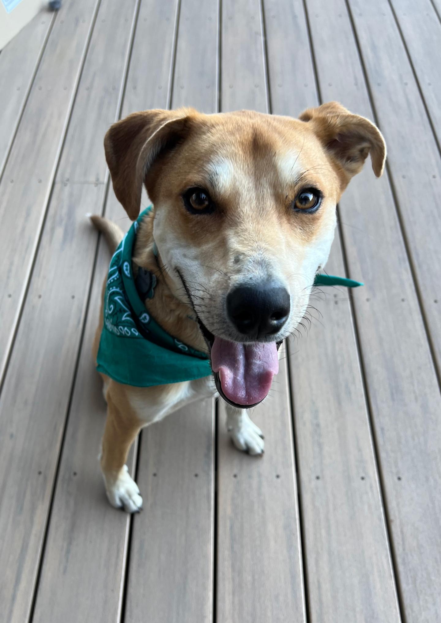 Slim the dog