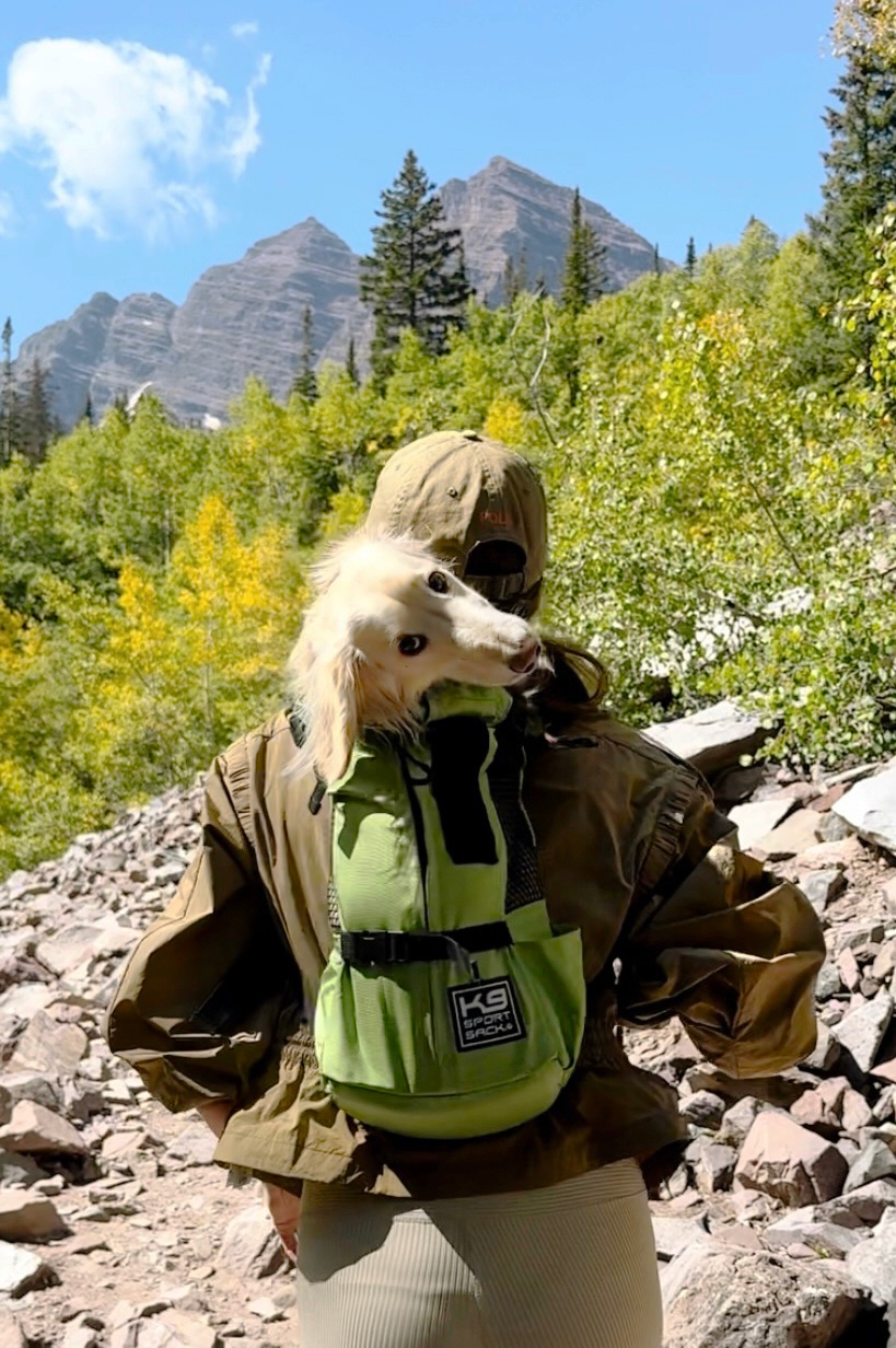 Tina the dog in a backpack on a hike