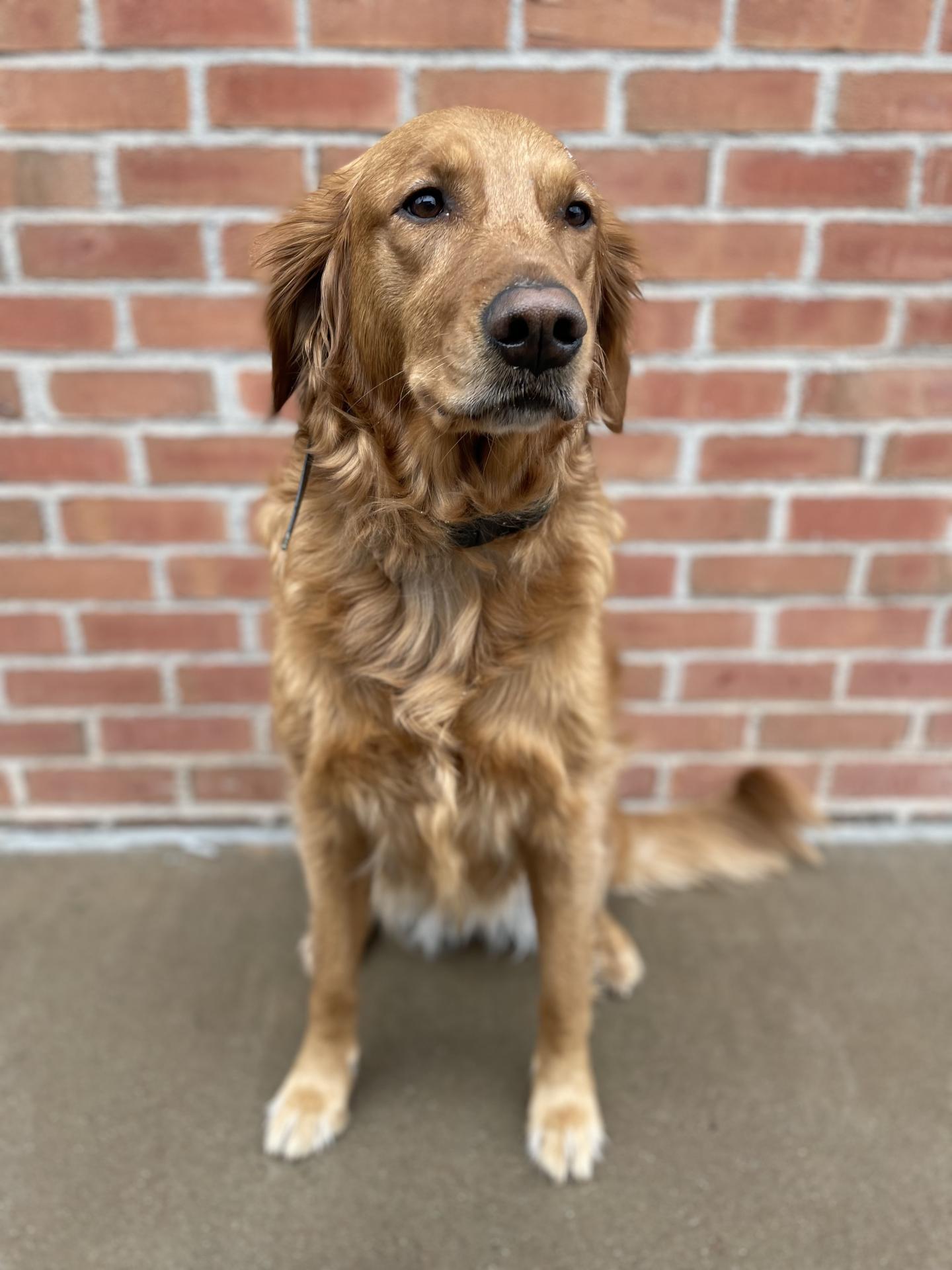 Tippet the dog sitting in front of a brick wall