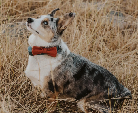 Turdo the dog wearing a red bowtie