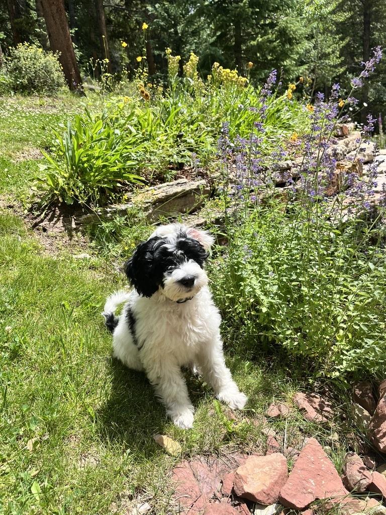 Twig the puppy in a garden