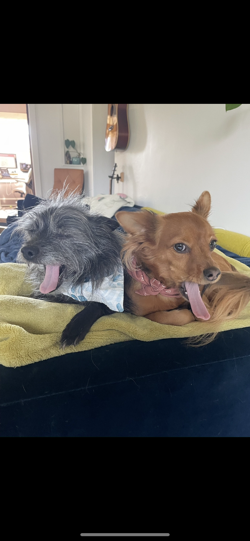 Walter and Kevin small dogs laying on bed