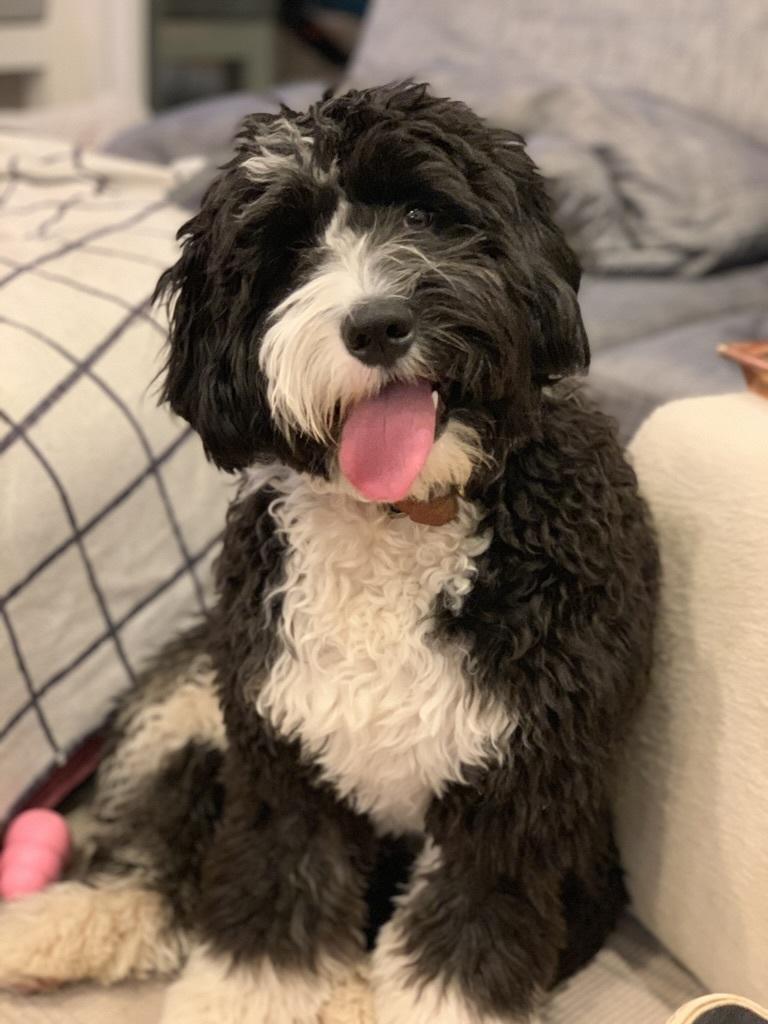 Winnie the puppy looking at the camera