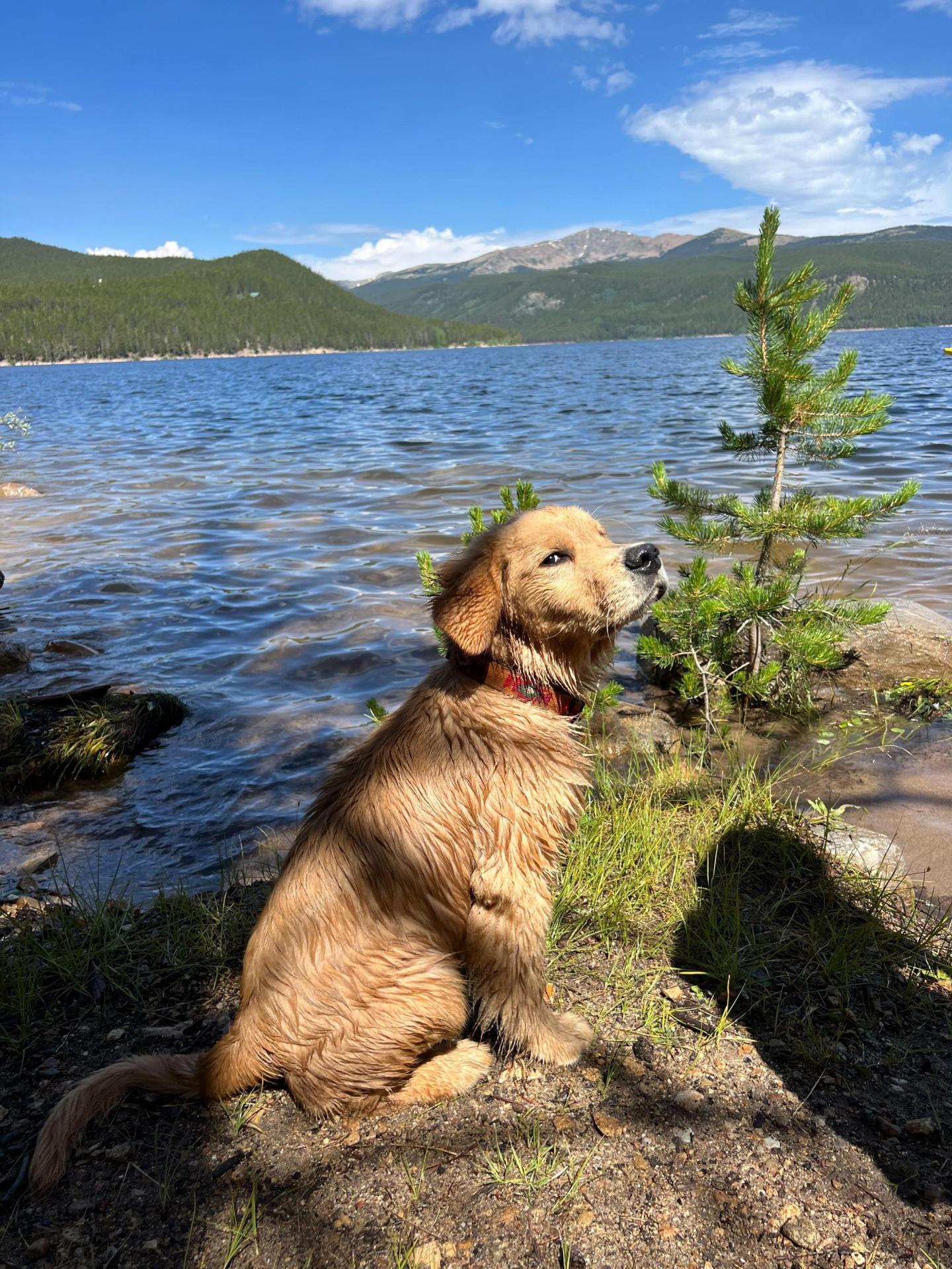 Zuni the puppy wet after playing in a lake