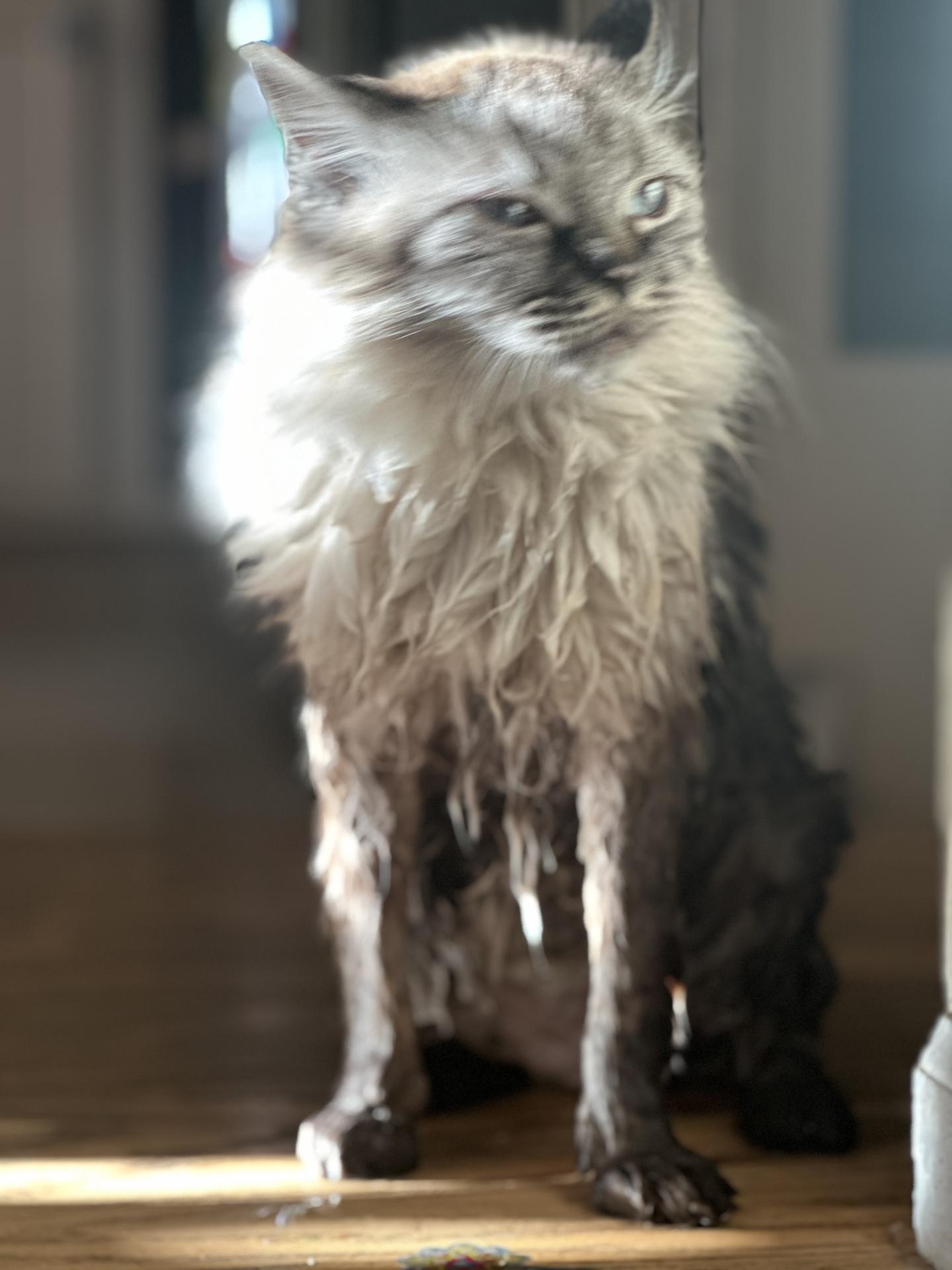 Fourier the cat giving the camera a side eye