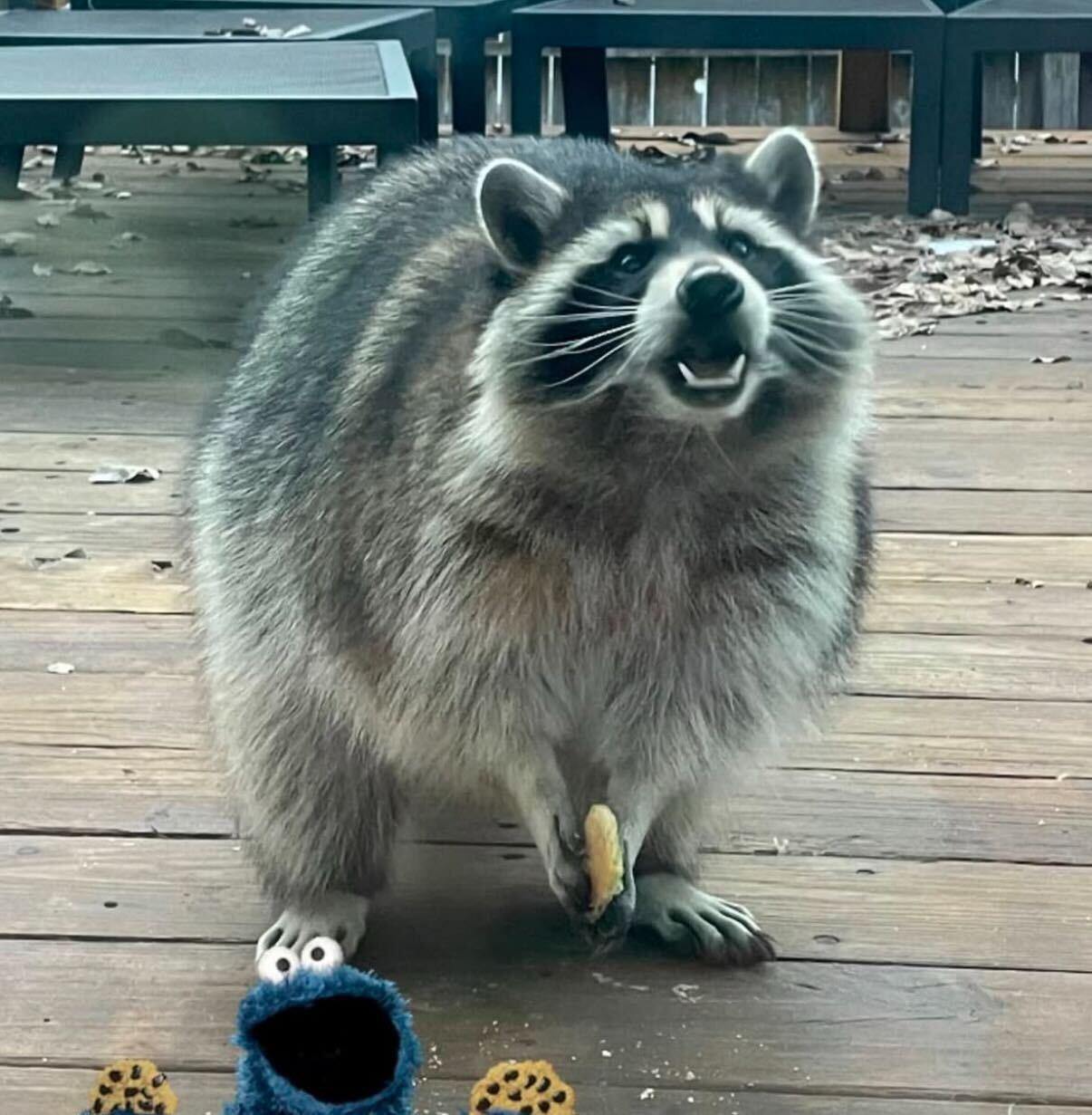 Twinkie the raccoon not wanting to share his food