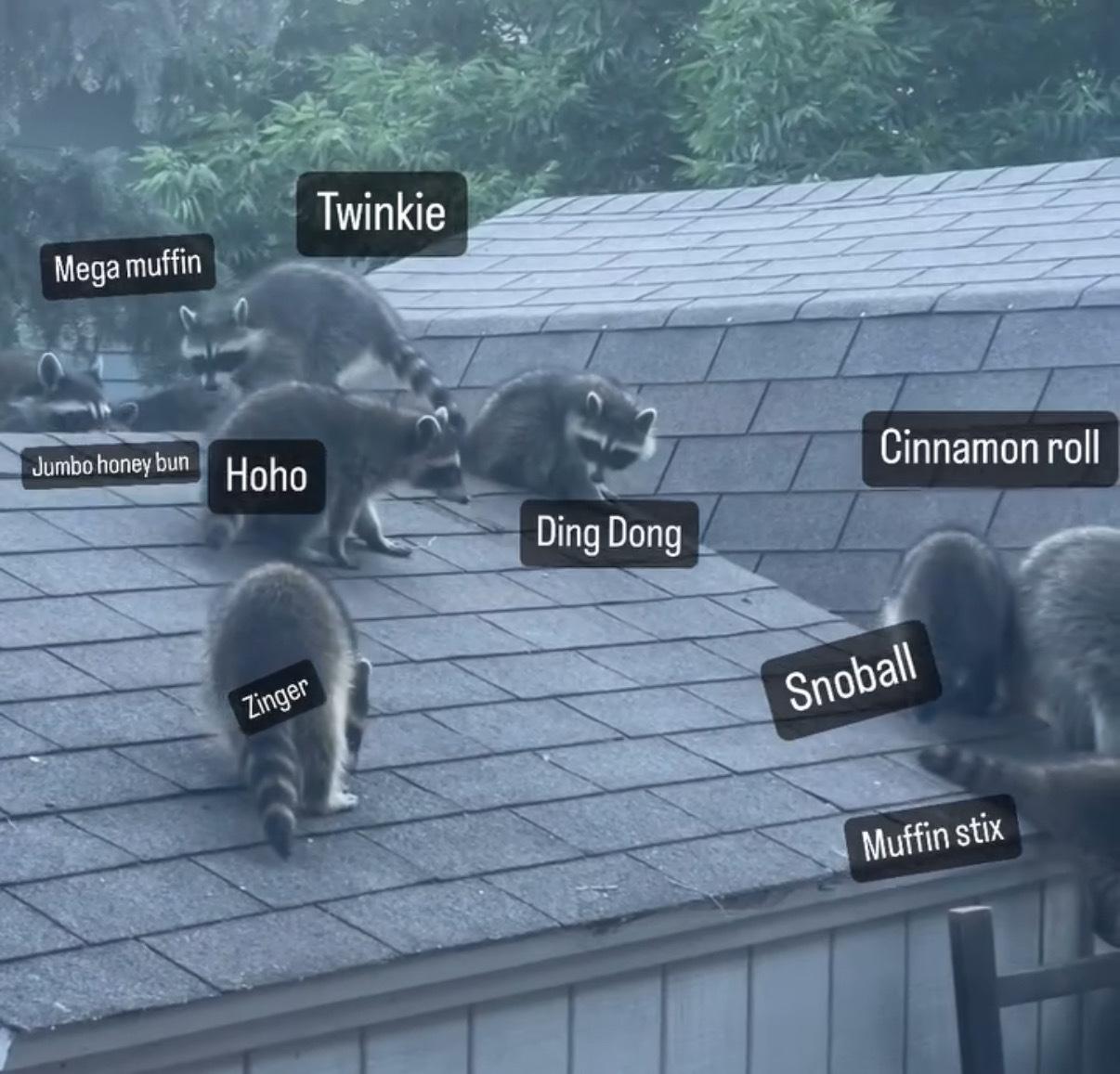 A family of raccoons on a roof