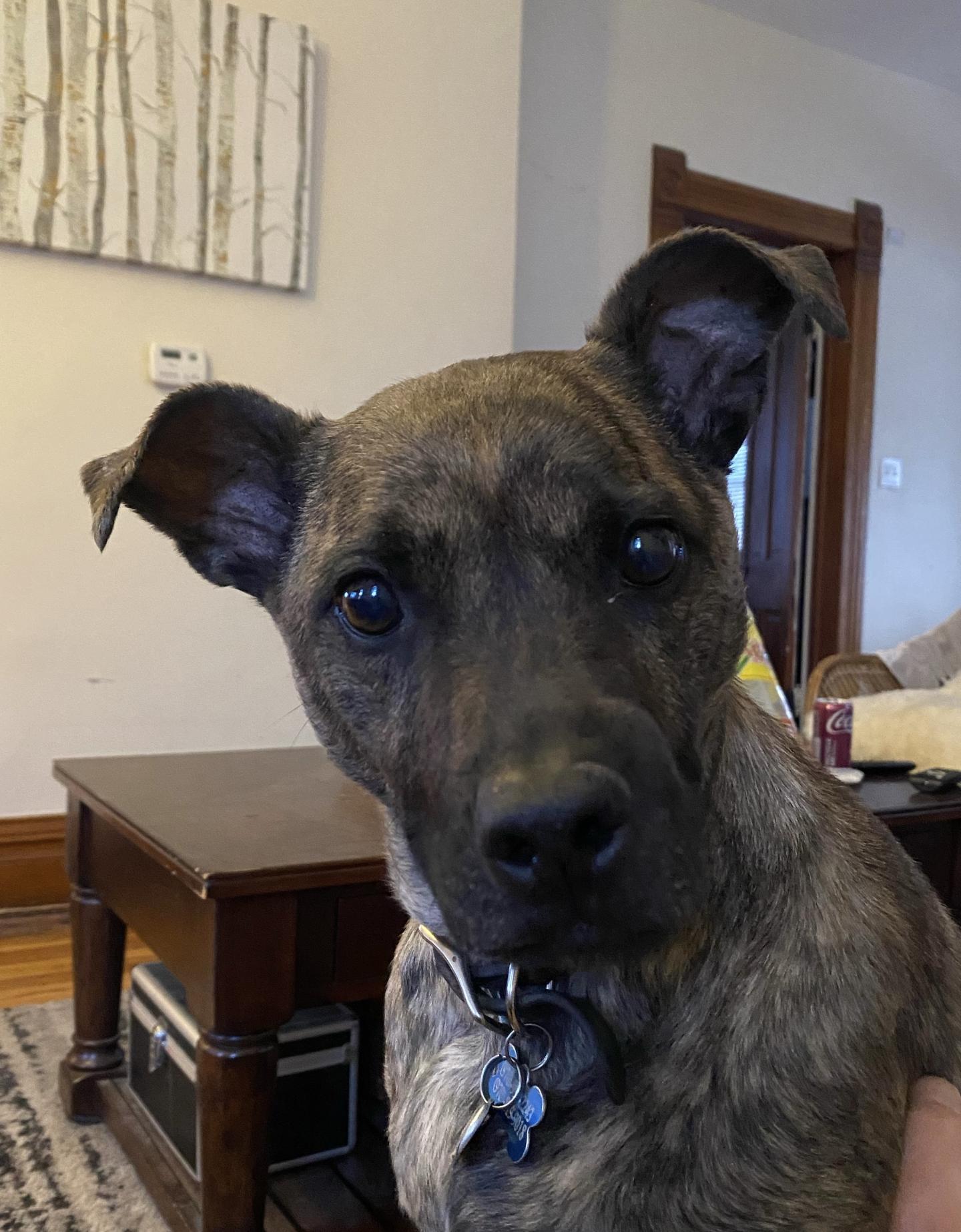 Luna the dog looking at the camera