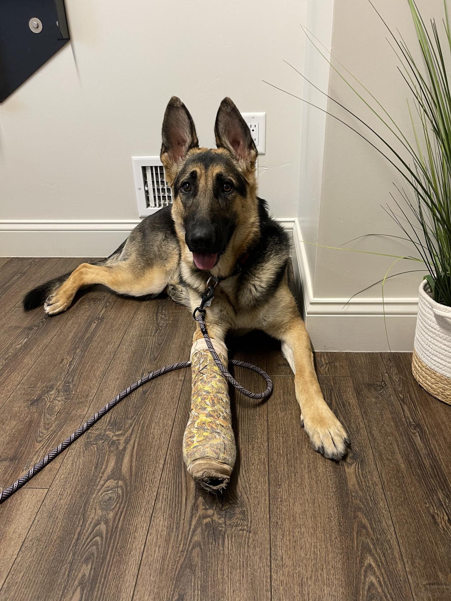 Pepper the dog laying down with a cast on her leg