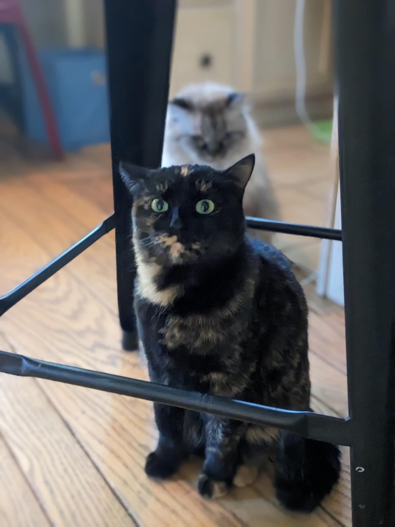 Psy the cat looking guilty 