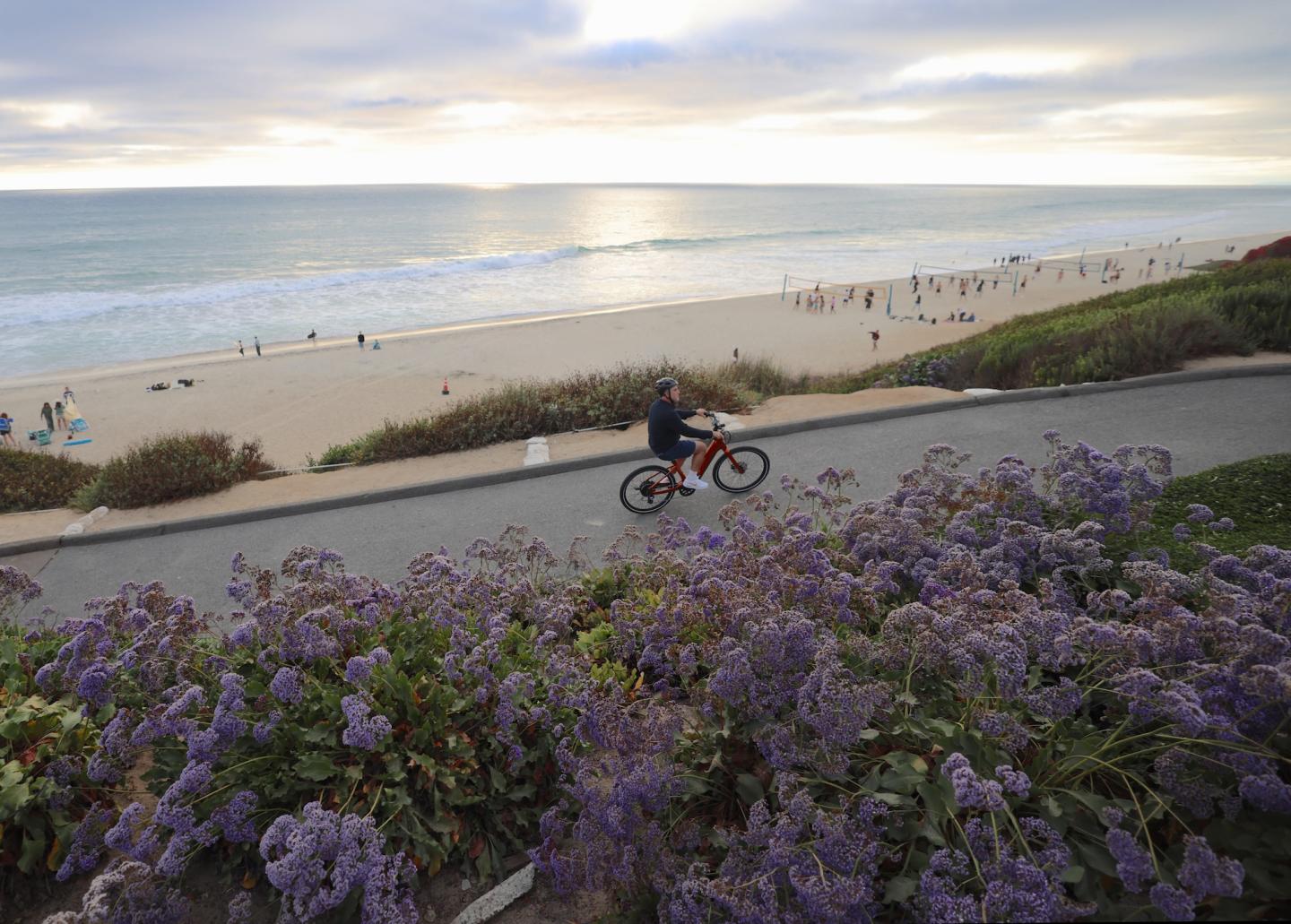 Cyclist on a path by the beach with purple flowers in the foreground.